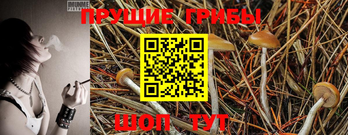 Псилоцибиновые грибы Cubensis Прохладный